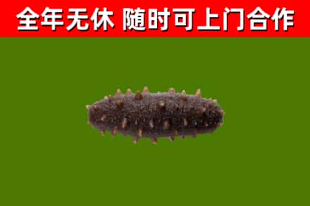 九寨沟烟酒回收干海参.jpg